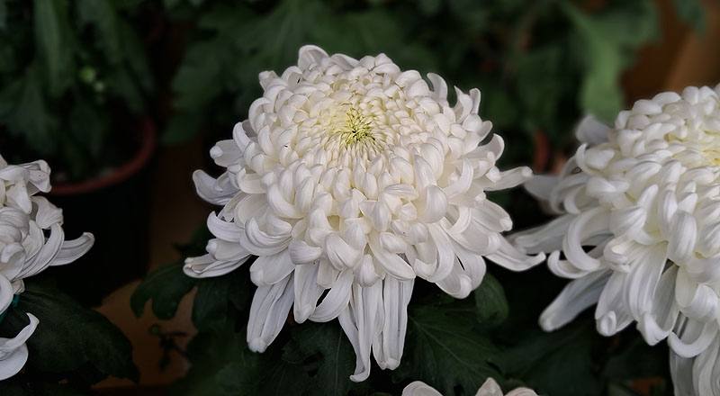 大菊 國華越山 (圖片3)