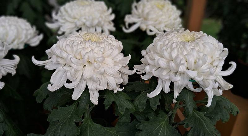 大菊 國華越山 (圖片4)