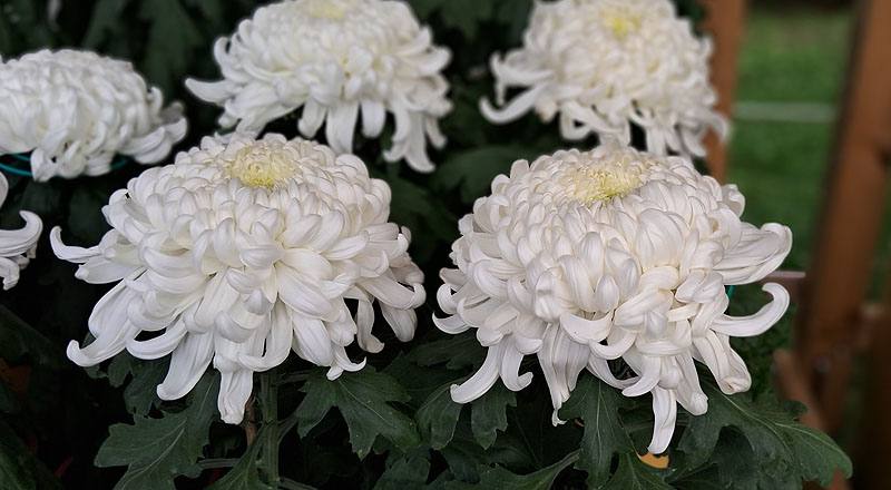 大菊 國華越山 (圖片5)