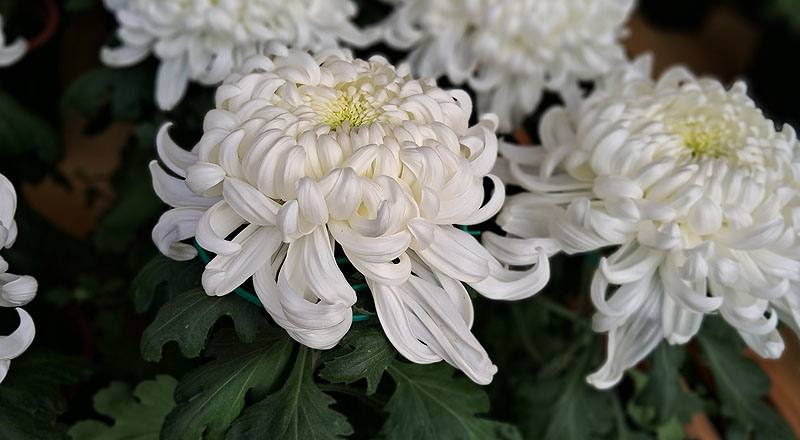 大菊 國華越山 (圖片2)