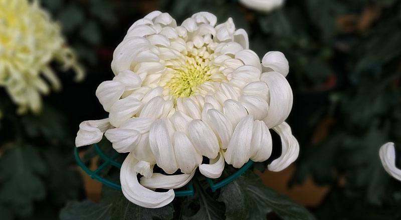 大菊 國華進展 (圖片1)