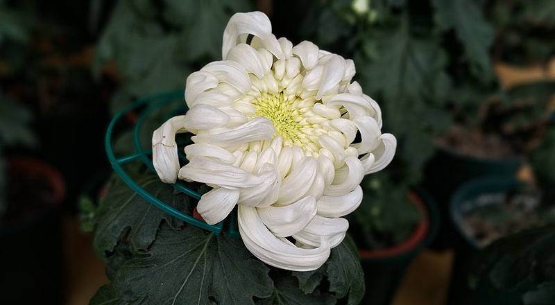 大菊 國華進展 (圖片2)