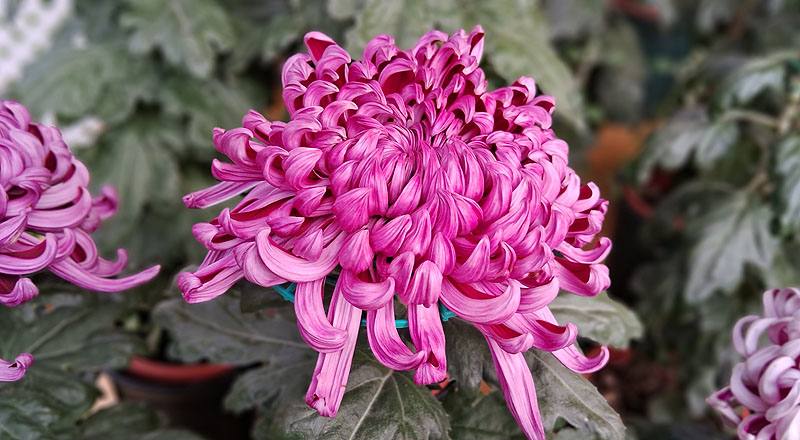 大菊 深紫活力 (圖片3)