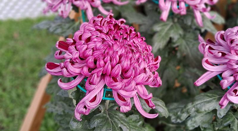 大菊 深紫活力 (圖片2)