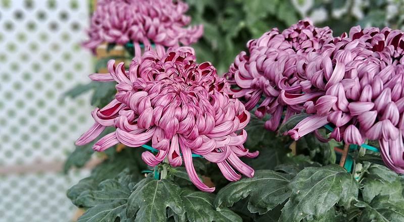 大菊 深紫活力 (圖片6)