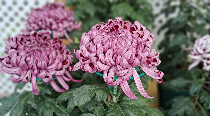 大菊 深紫活力 (圖片5)