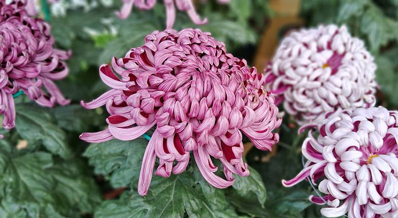 大菊 深紫活力 (圖片1)