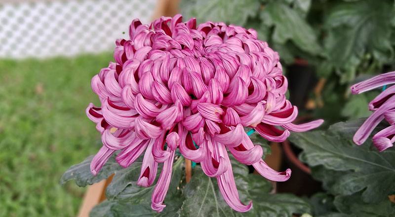 大菊 深紫活力 (圖片4)