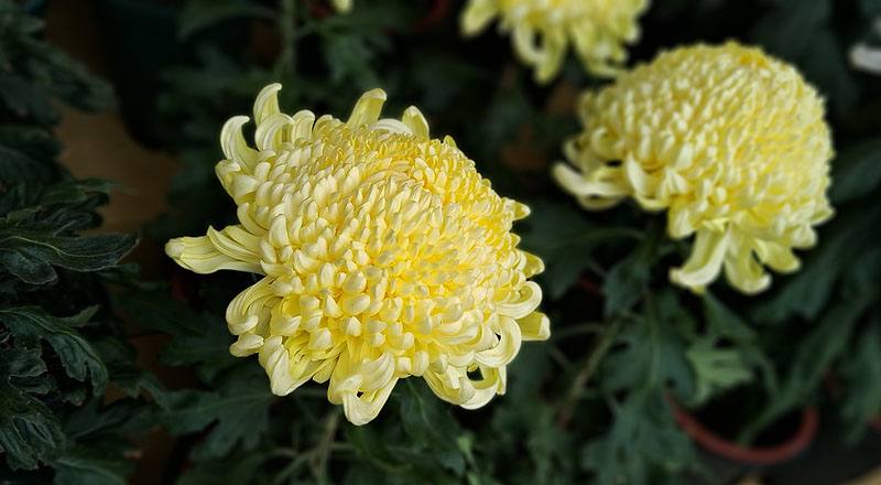 大菊 翎子舞 (圖片1)