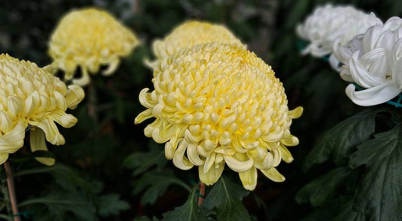 大菊 翎子舞 (圖片5)