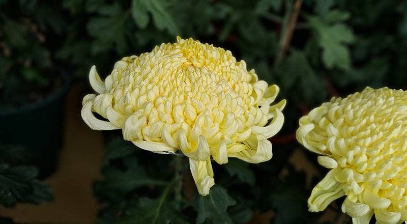 大菊 翎子舞 (圖片3)