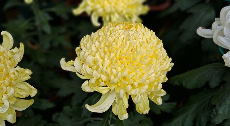 大菊 翎子舞 (圖片2)