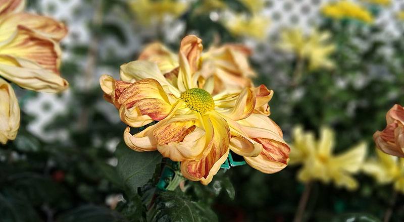 大菊 新玉光院 (圖片5)