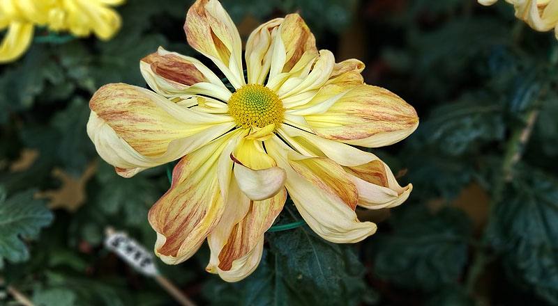 大菊 新玉光院 (圖片1)