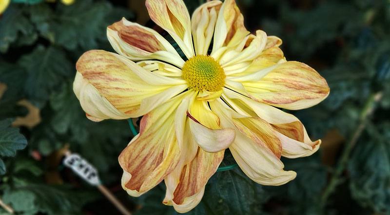 大菊 新玉光院 (圖片2)