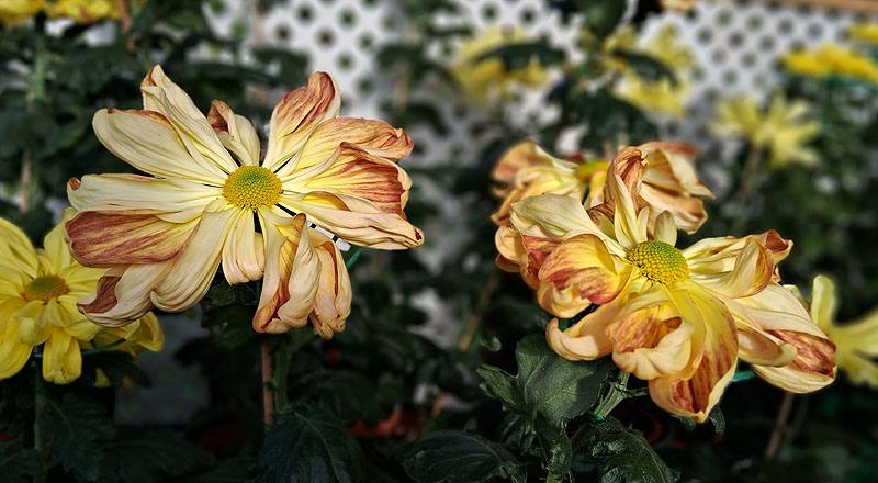 大菊 新玉光院 (圖片6)