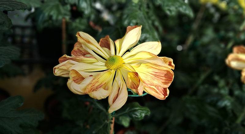 大菊 新玉光院 (圖片4)