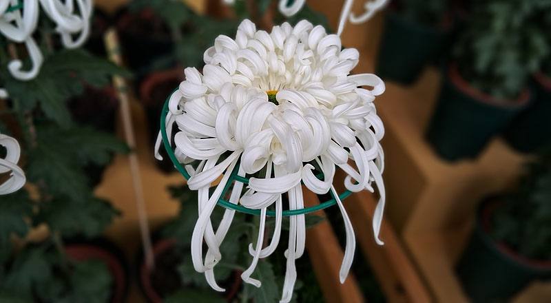 大菊 瑞雲殿 (圖片1)