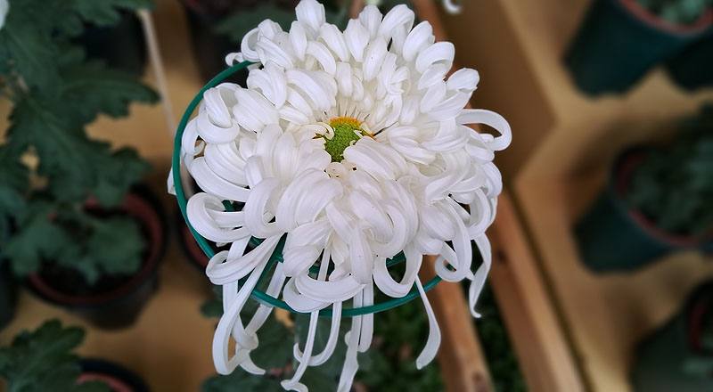 大菊 瑞雲殿 (圖片2)