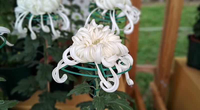 大菊 瑞雲殿 (圖片6)