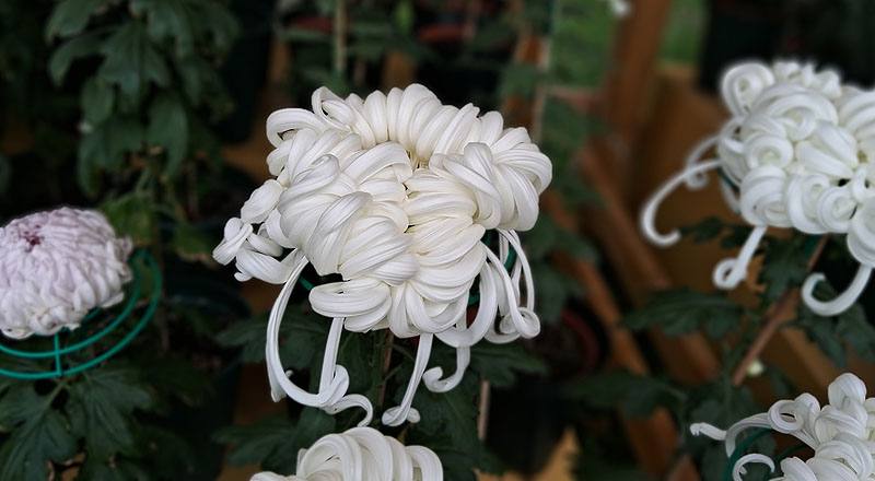 大菊 瑞雲殿 (圖片4)