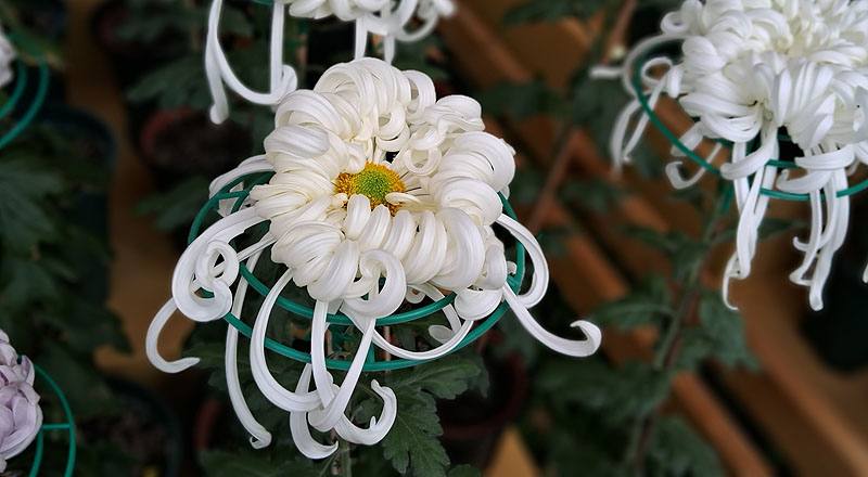 大菊 瑞雲殿 (圖片3)