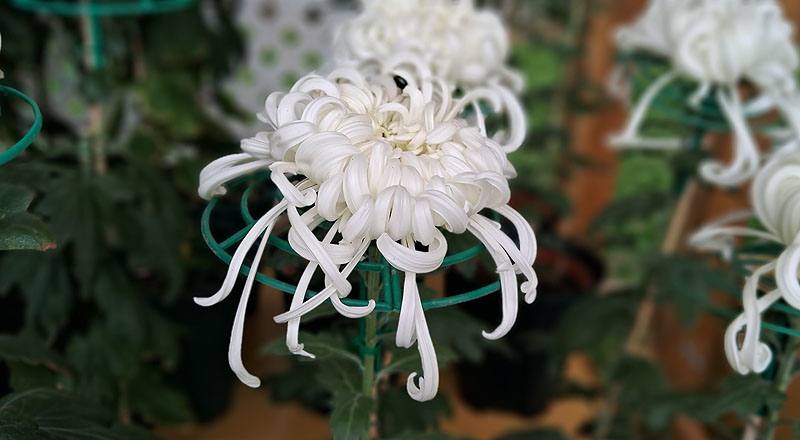 大菊 瑞雲殿 (圖片5)