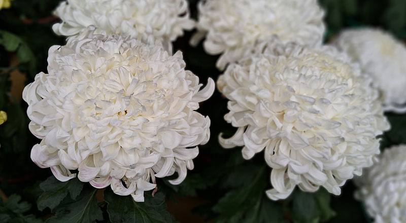 大菊 精興大觀 (圖片1)