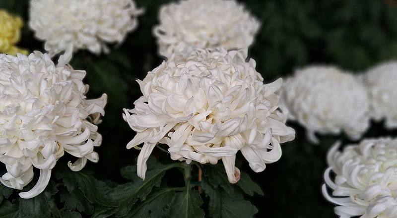 大菊 精興大觀 (圖片3)