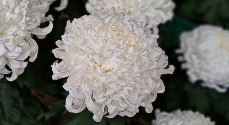 大菊 精興大觀 (圖片2)