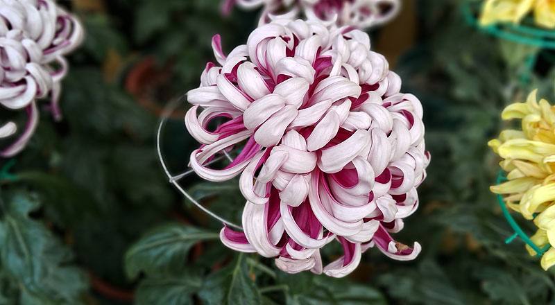 大菊 精興之艷 (圖片1)