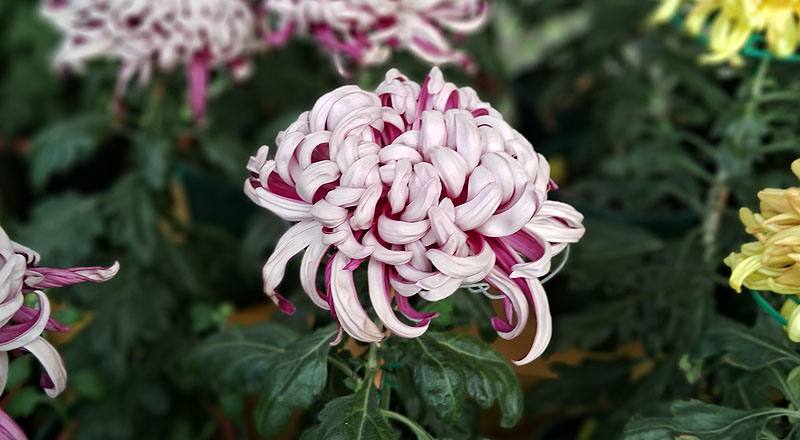 大菊 精興之艷 (圖片6)