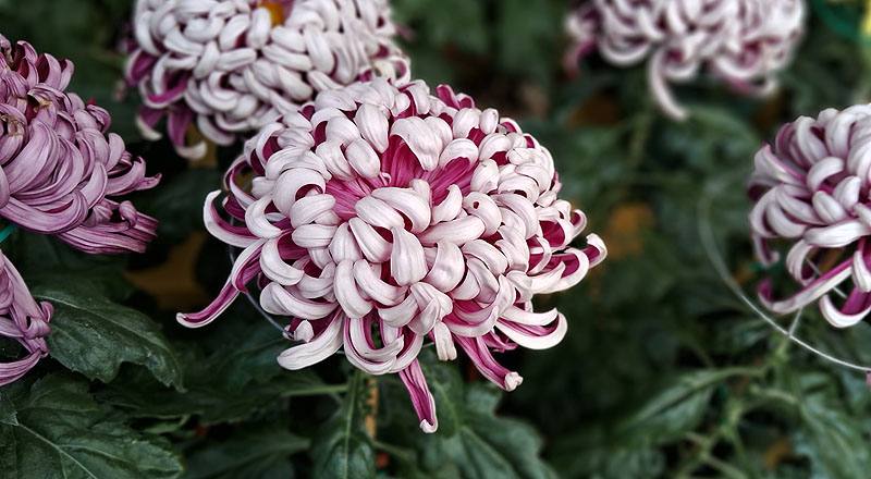 大菊 精興之艷 (圖片3)