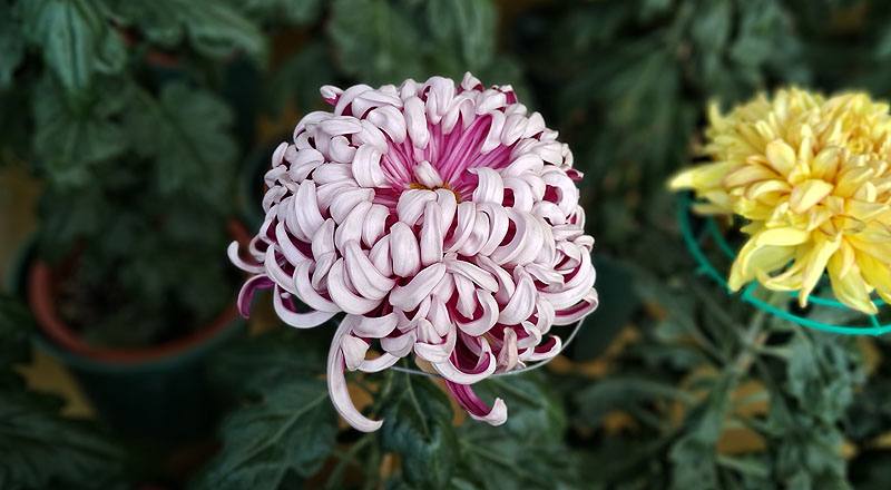 大菊 精興之艷 (圖片4)