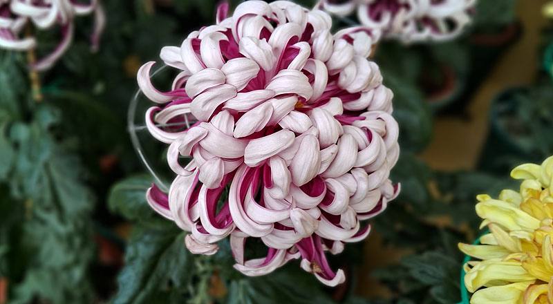 大菊 精興之艷 (圖片2)