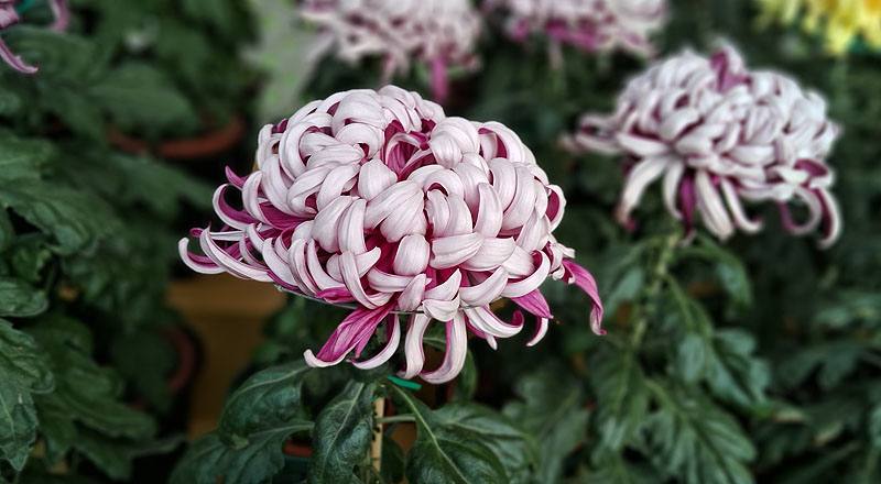 大菊 精興之艷 (圖片5)