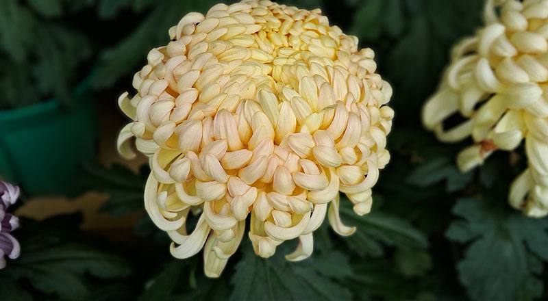 大菊 精興萬兩 (圖片1)