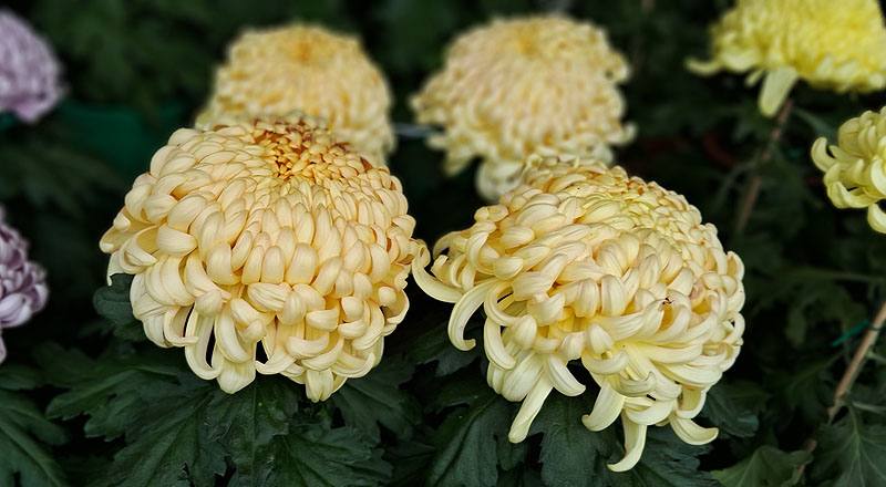 大菊 精興萬兩 (圖片3)