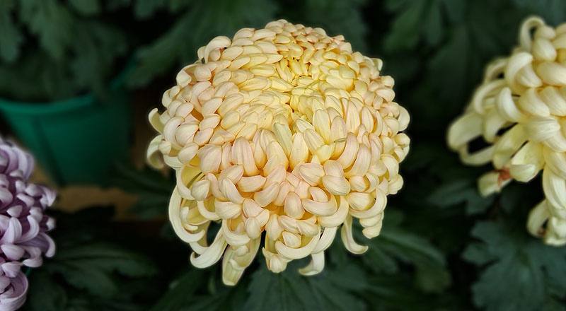 大菊 精興萬兩 (圖片2)