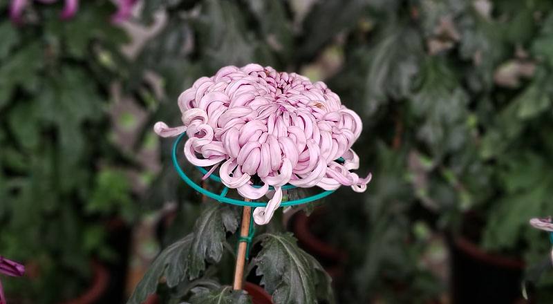 大菊 蓮戶刺 (圖片3)