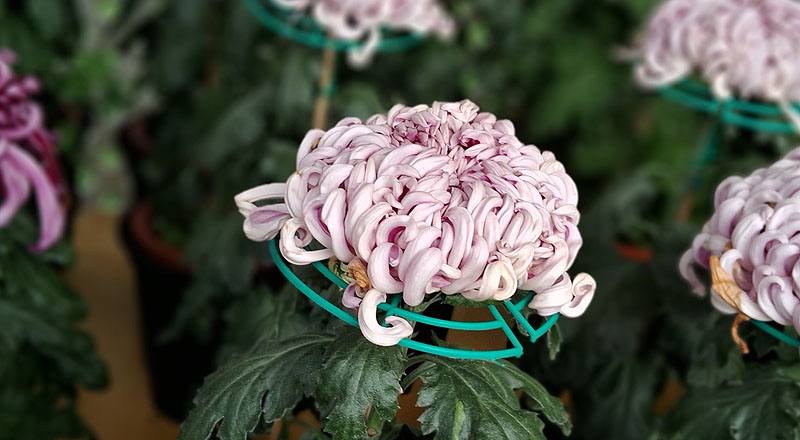 大菊 蓮戶刺 (圖片2)