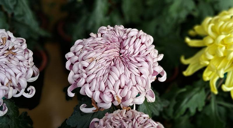 大菊 蓮戶刺 (圖片1)