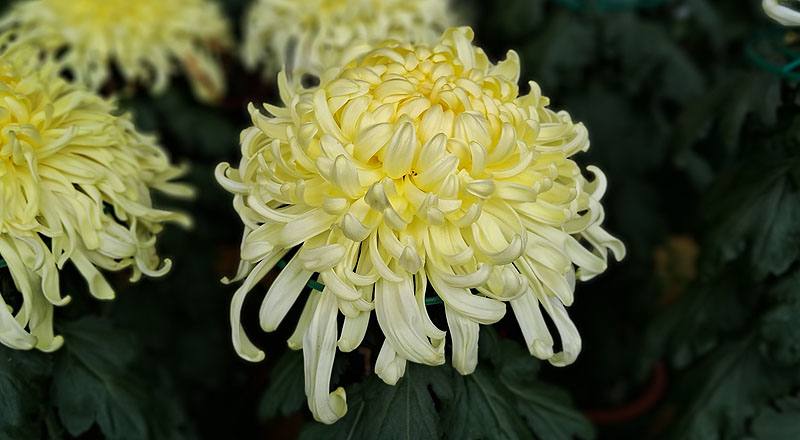 大菊 賢臣卿 (圖片3)