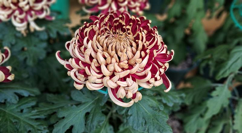 大菊 錦王 (圖片1)