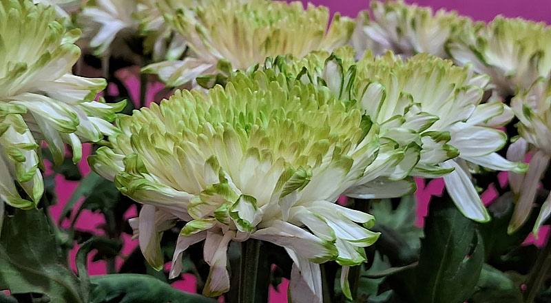 大菊 簡伯拉 (圖片2)