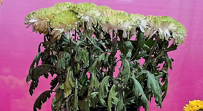 大菊 簡伯拉 (圖片1)