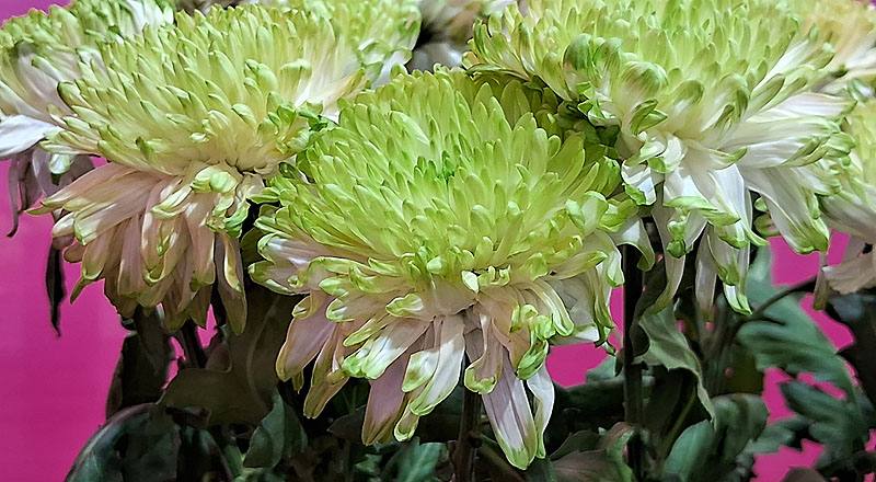 大菊 簡伯拉 (圖片3)