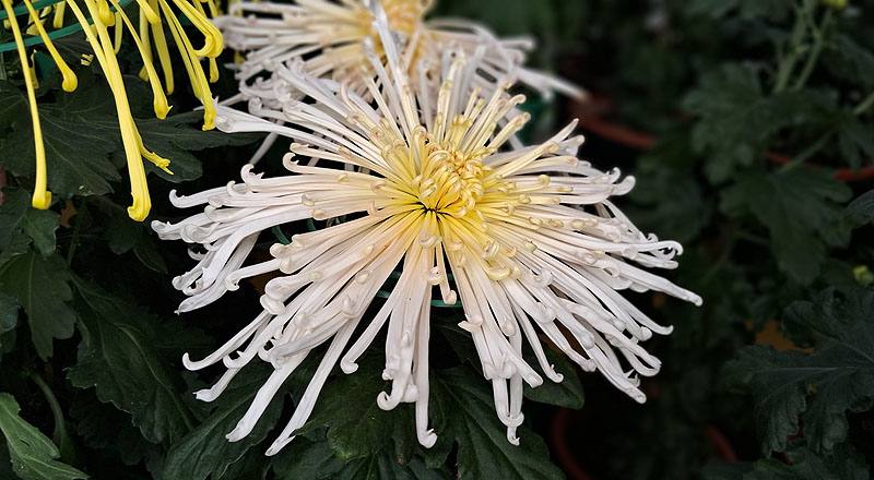 大菊 瀨戶桃源 (圖片3)