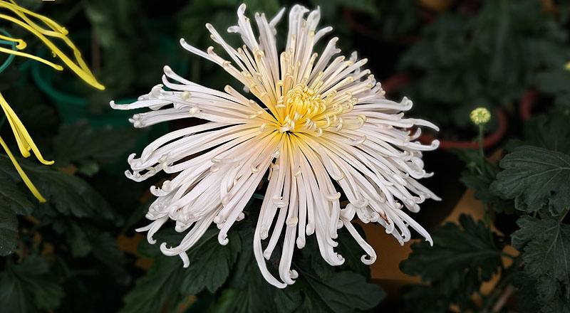 大菊 瀨戶桃源 (圖片2)