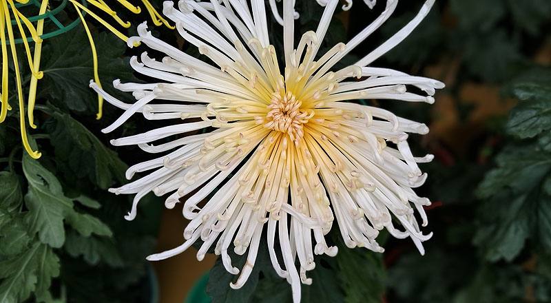 大菊 瀨戶桃源 (圖片1)